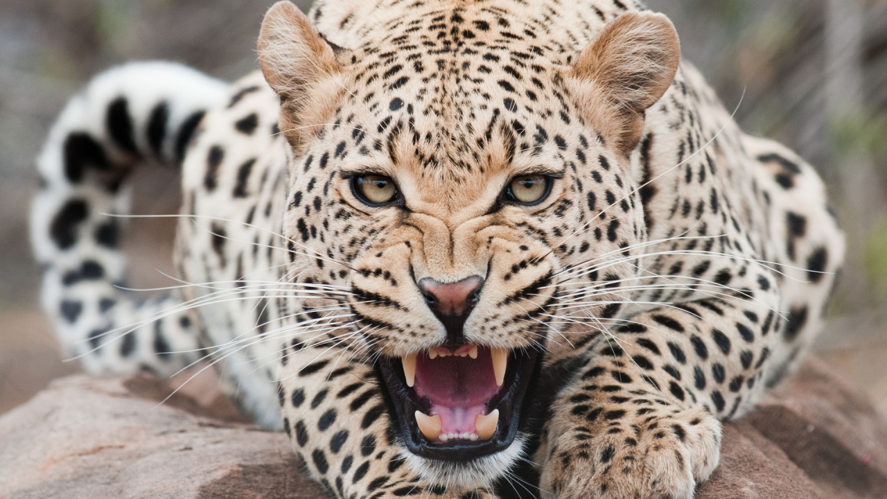 Огрызающийся леопард