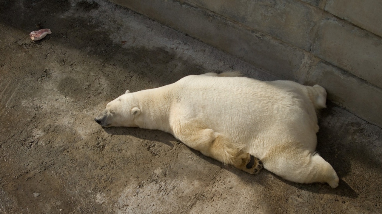 Отдыхающий белый медведь