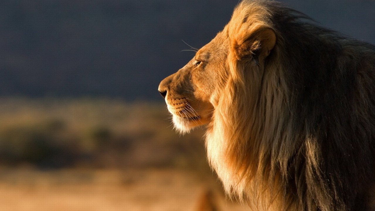 Царь зверей