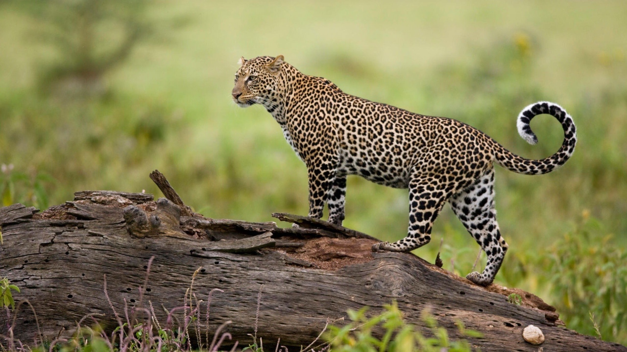 Леопард на бревне