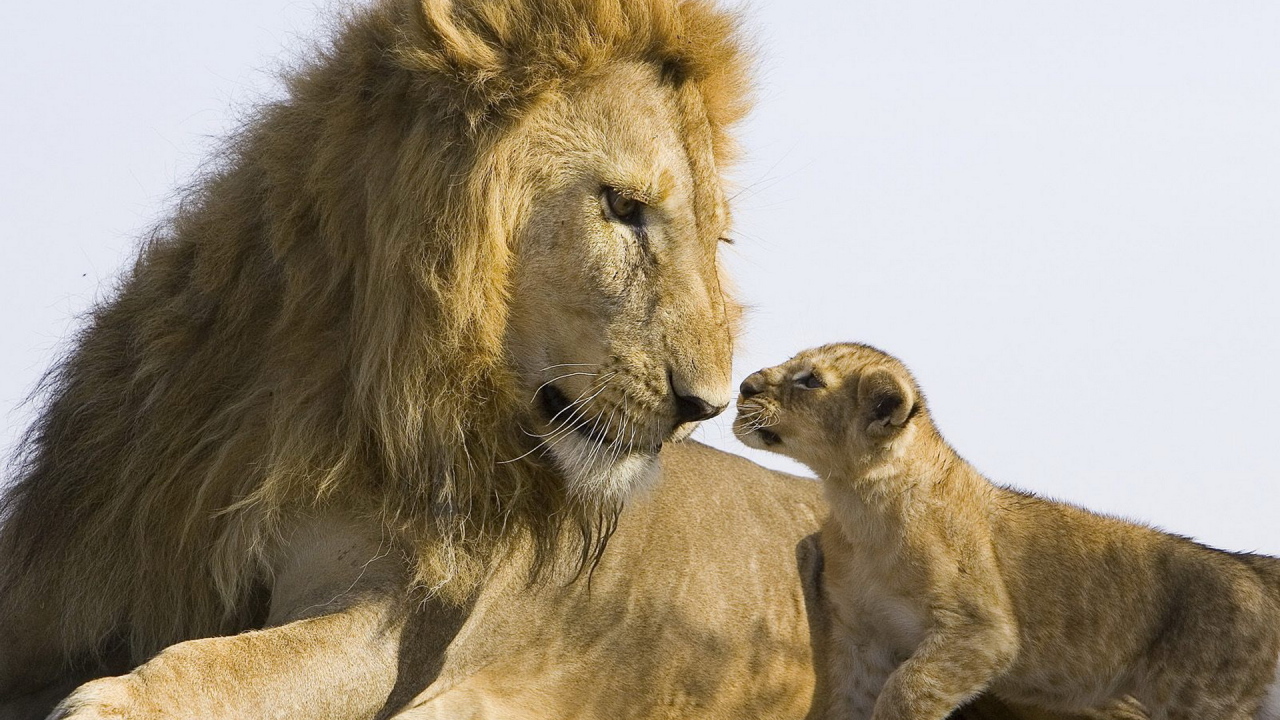 Лев и львенок