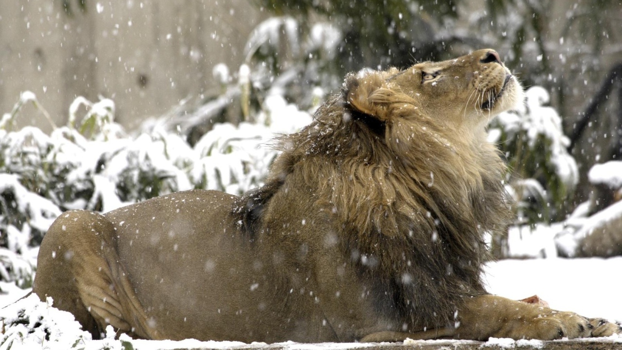 Lion under snow