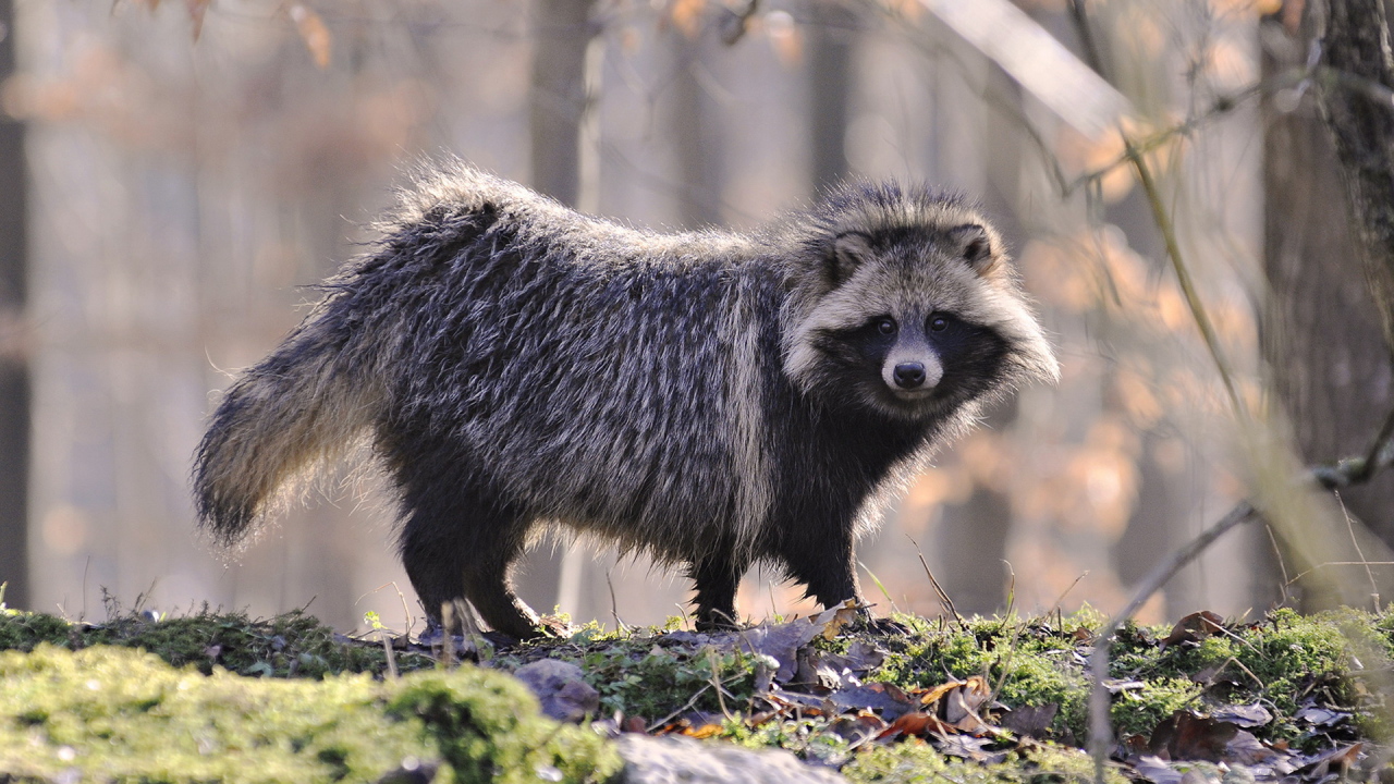 Одинокий енот