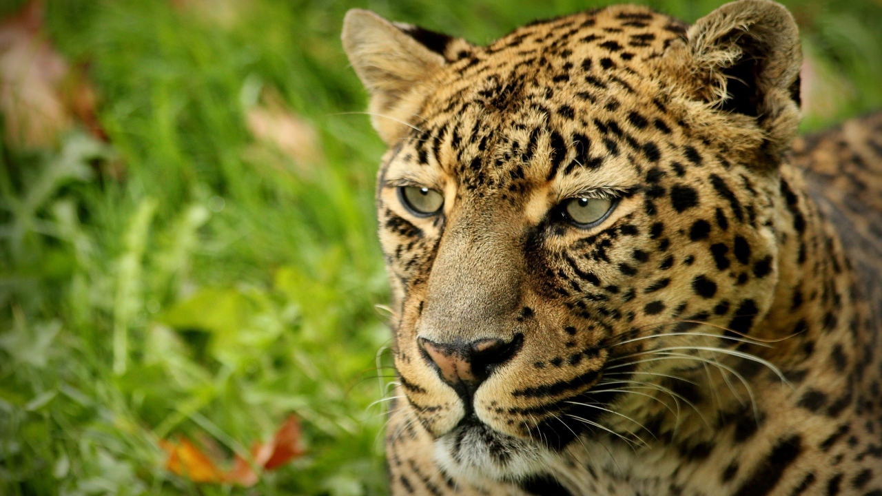 Взгляд леопарда