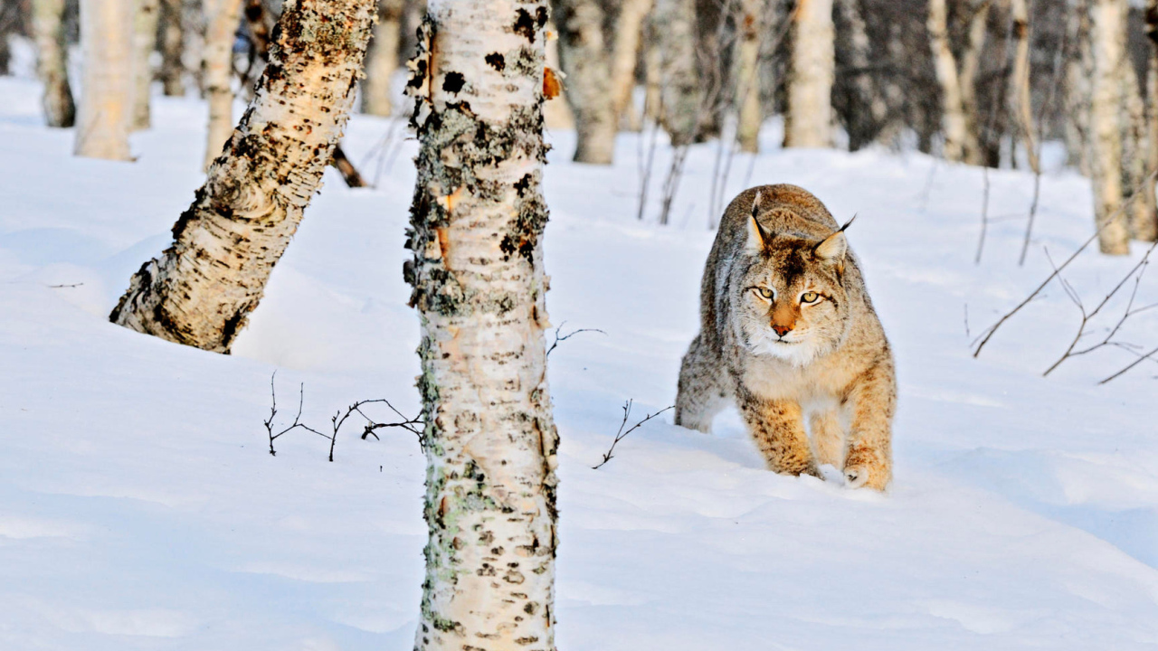 Рысь в роще