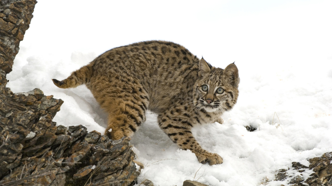 Рысь на снегу