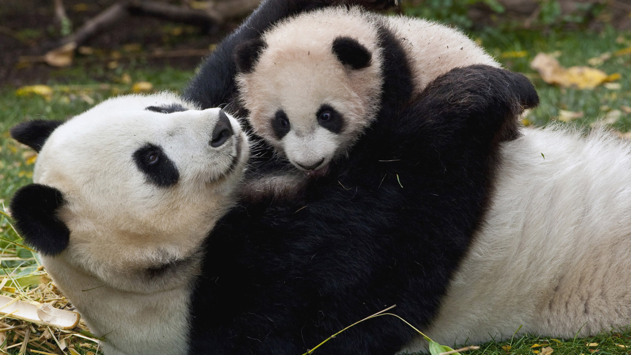 Панда и малыш
