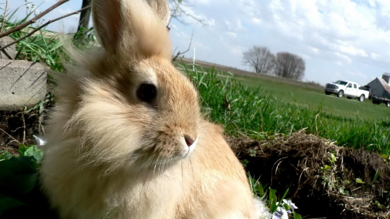 Кролик в травке