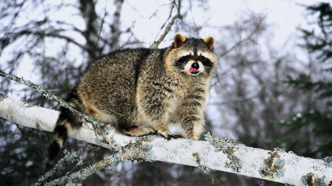 Енот на ветке