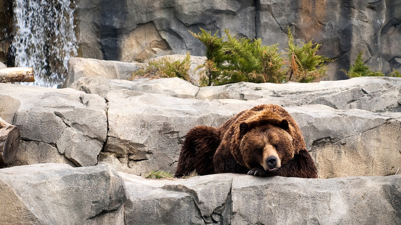 Отдыхающий бурый медведь