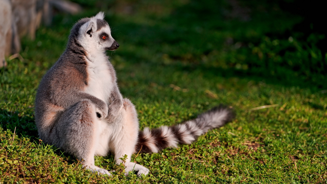 Сидящий лемур