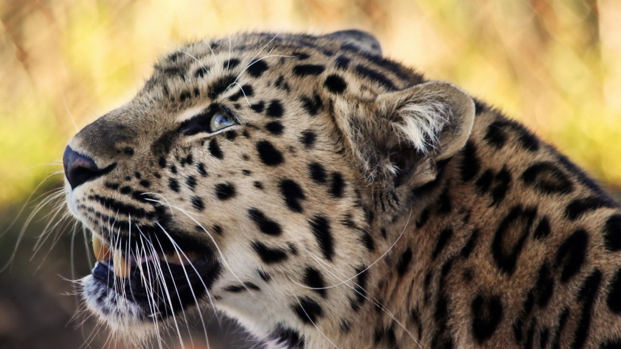 Снежный барс