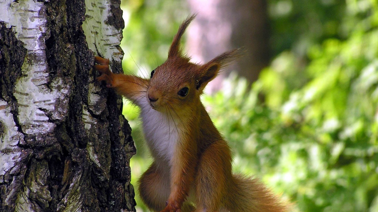 Любопытная белка