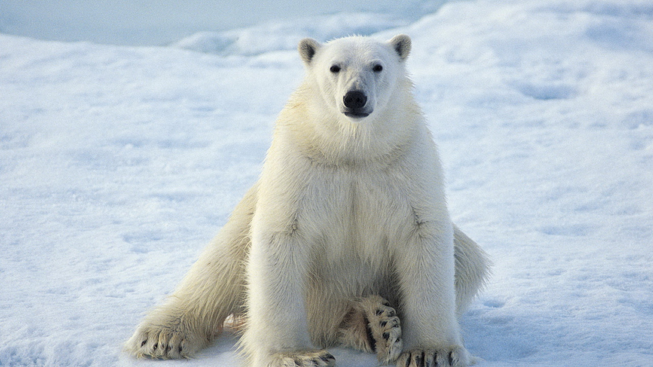 сидящий Белый медведь