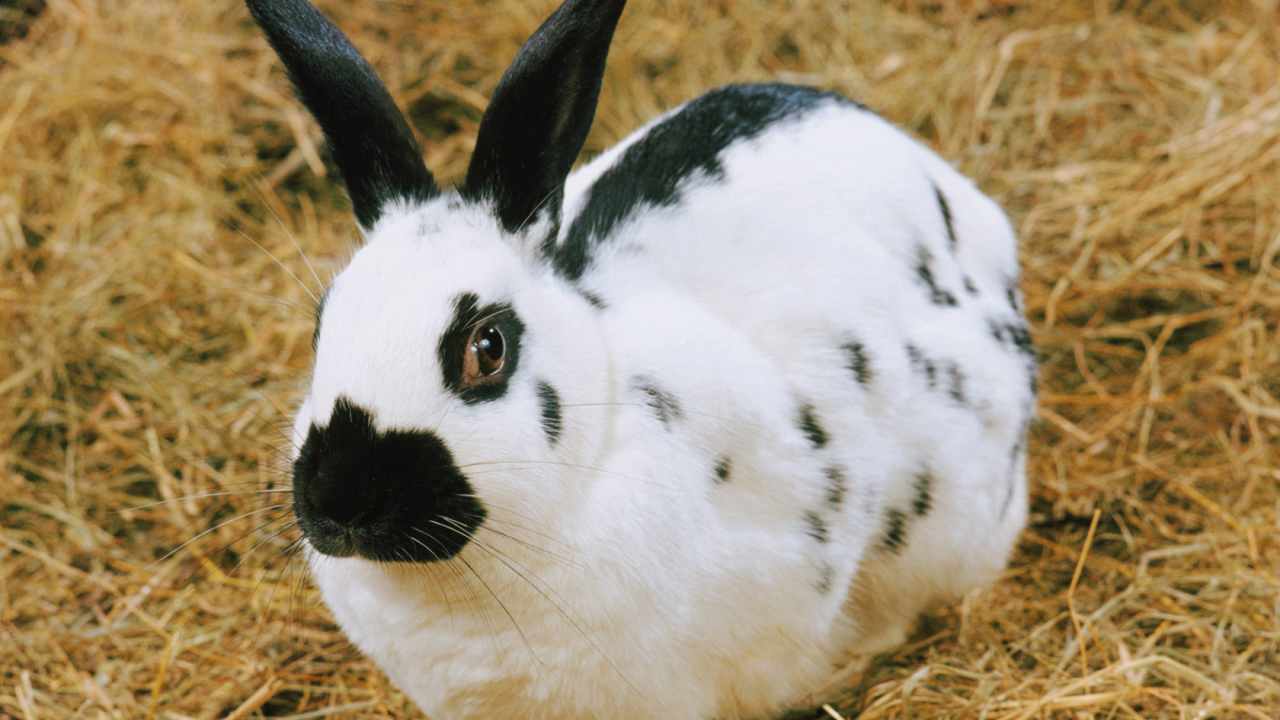пятнистый Кролик