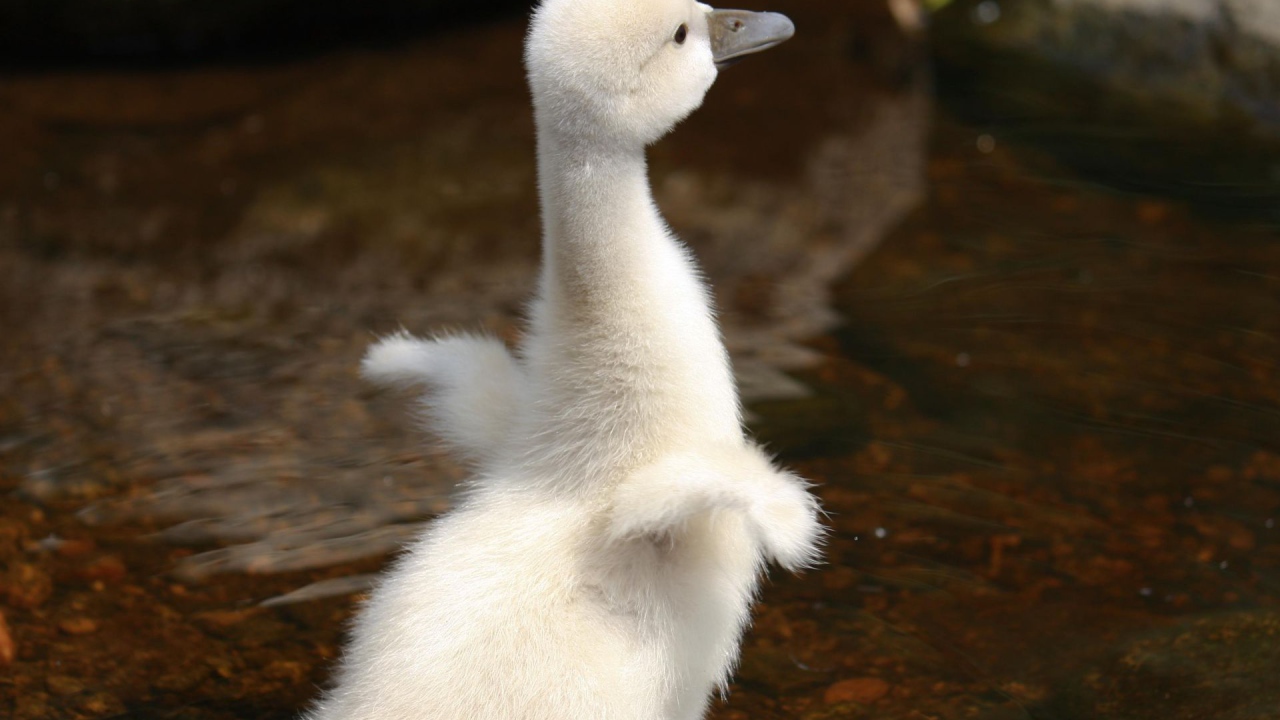 Молодой лебедь