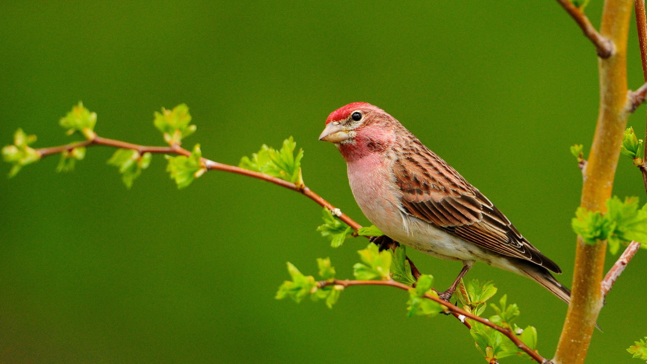 Птичка на ветке