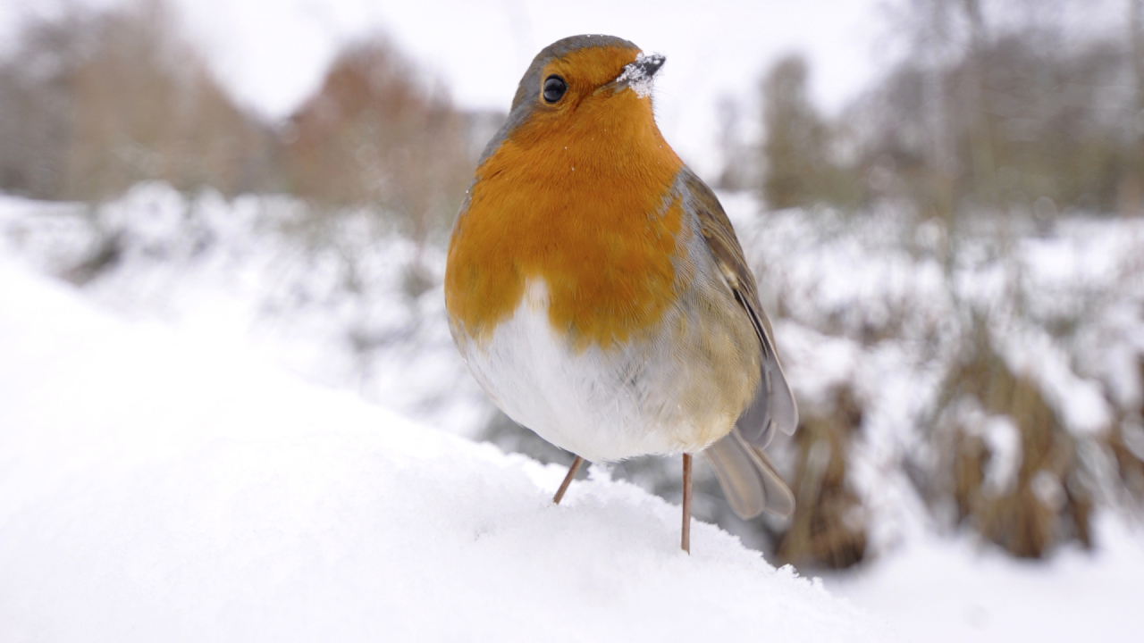 Птичка на снегу