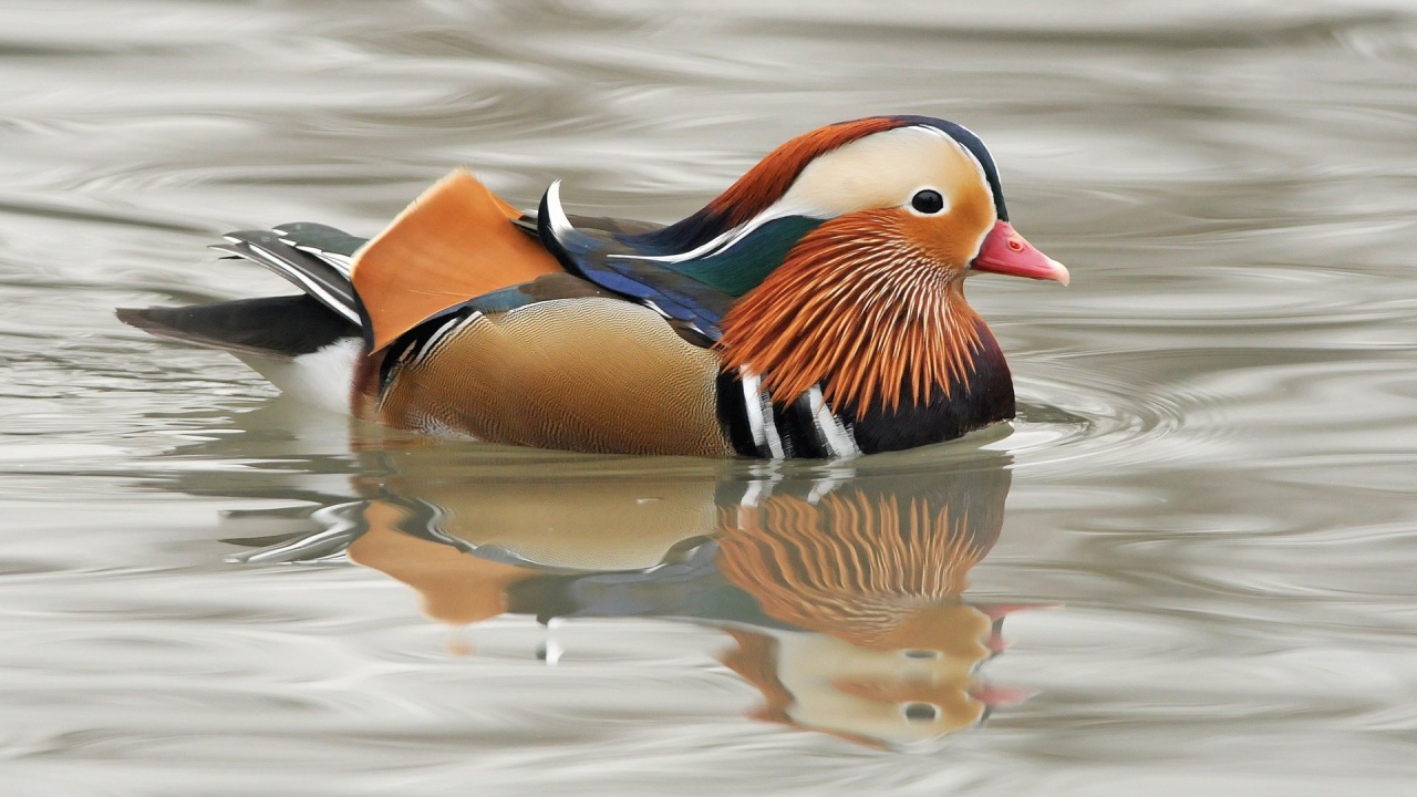 Мандаринка