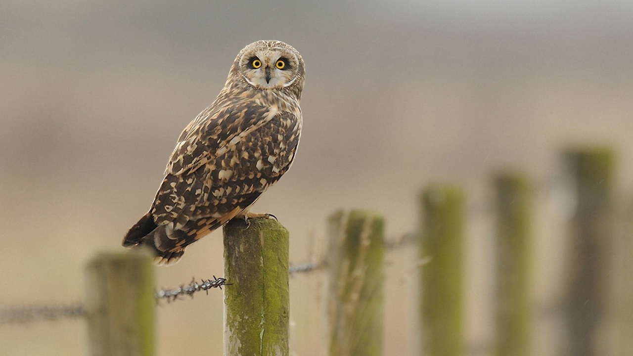 Сова на заборе