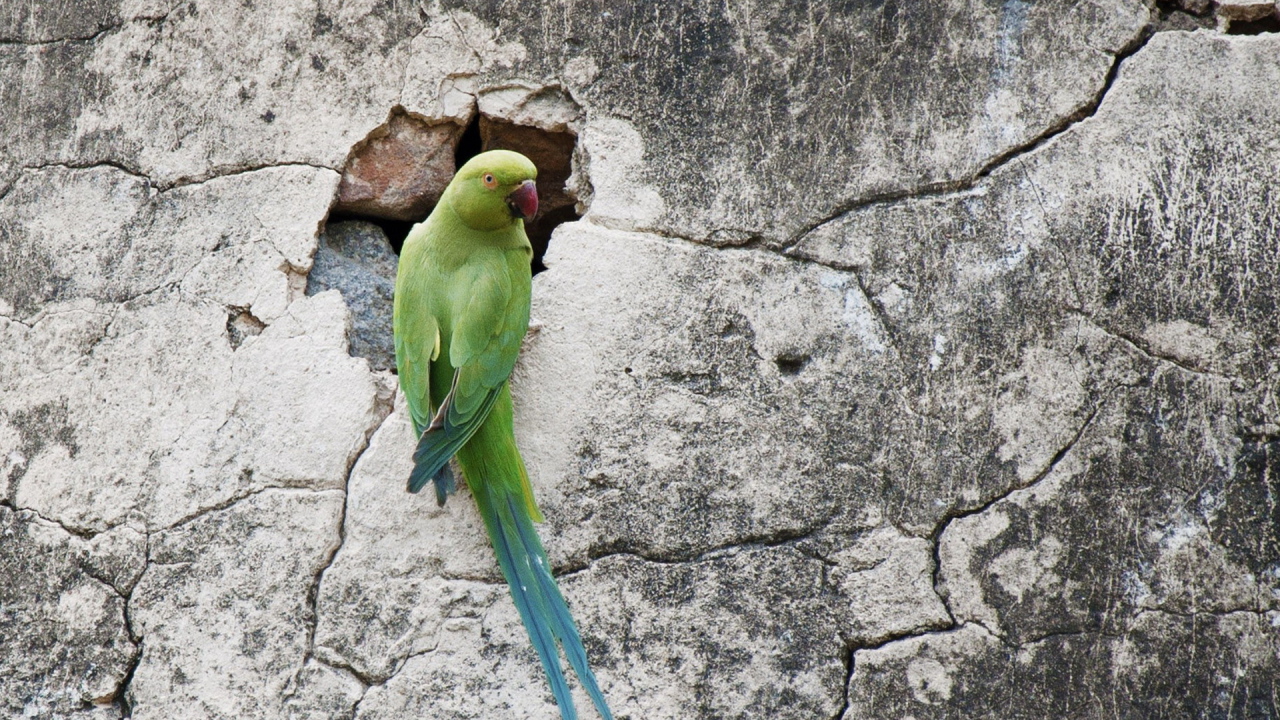 Попугай на стене
