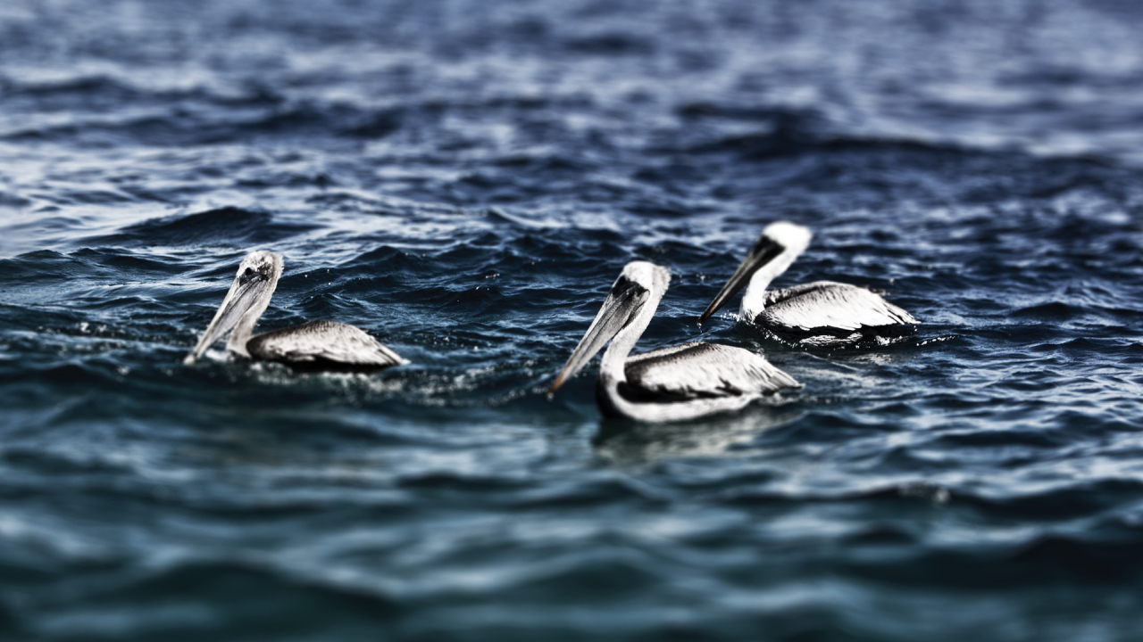 Пеликаны на воде