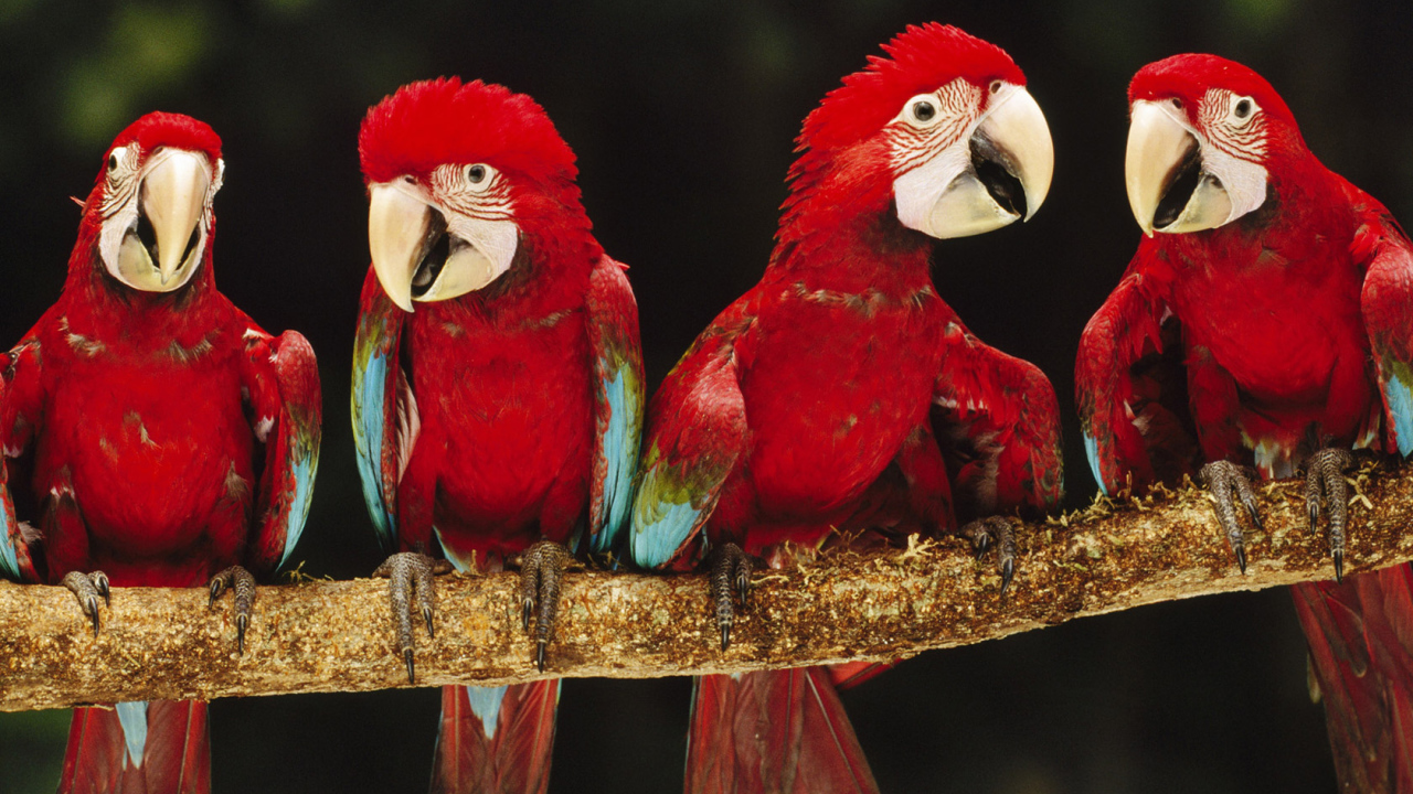 Красные ары