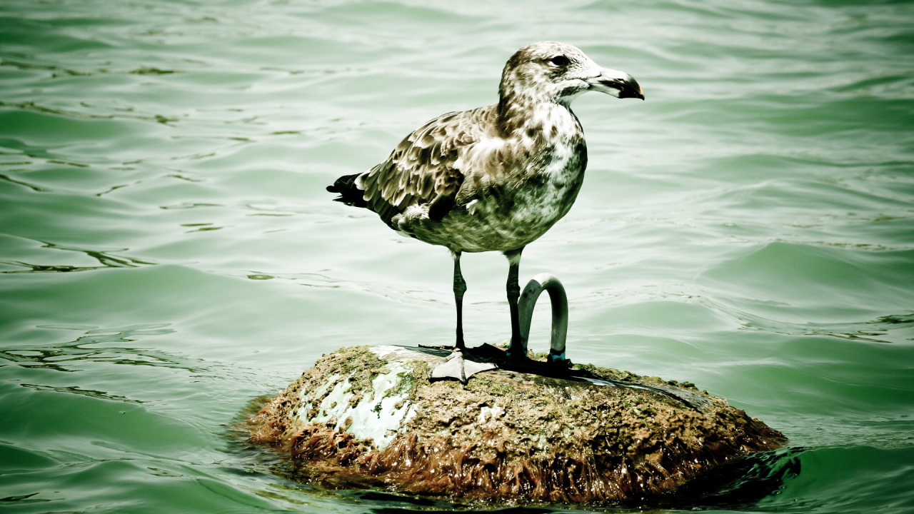 Пятнистая чайка