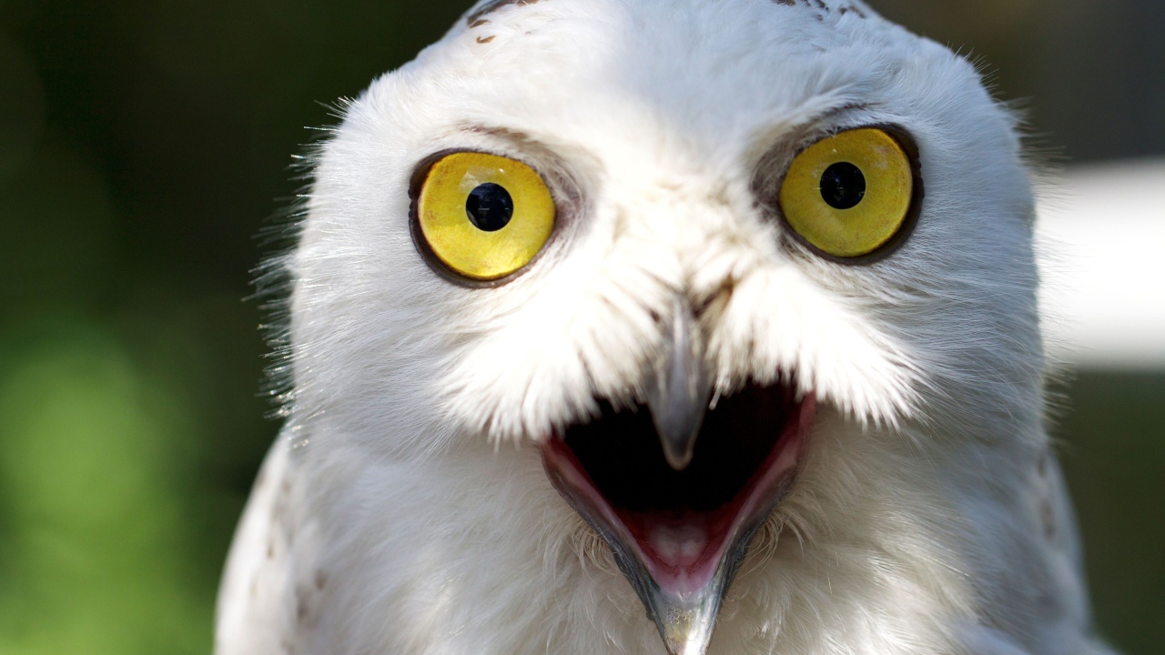 Белый филин