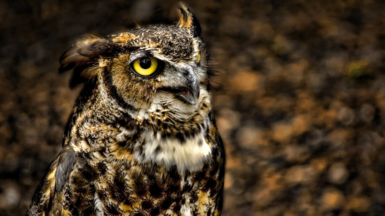 глазастый филин