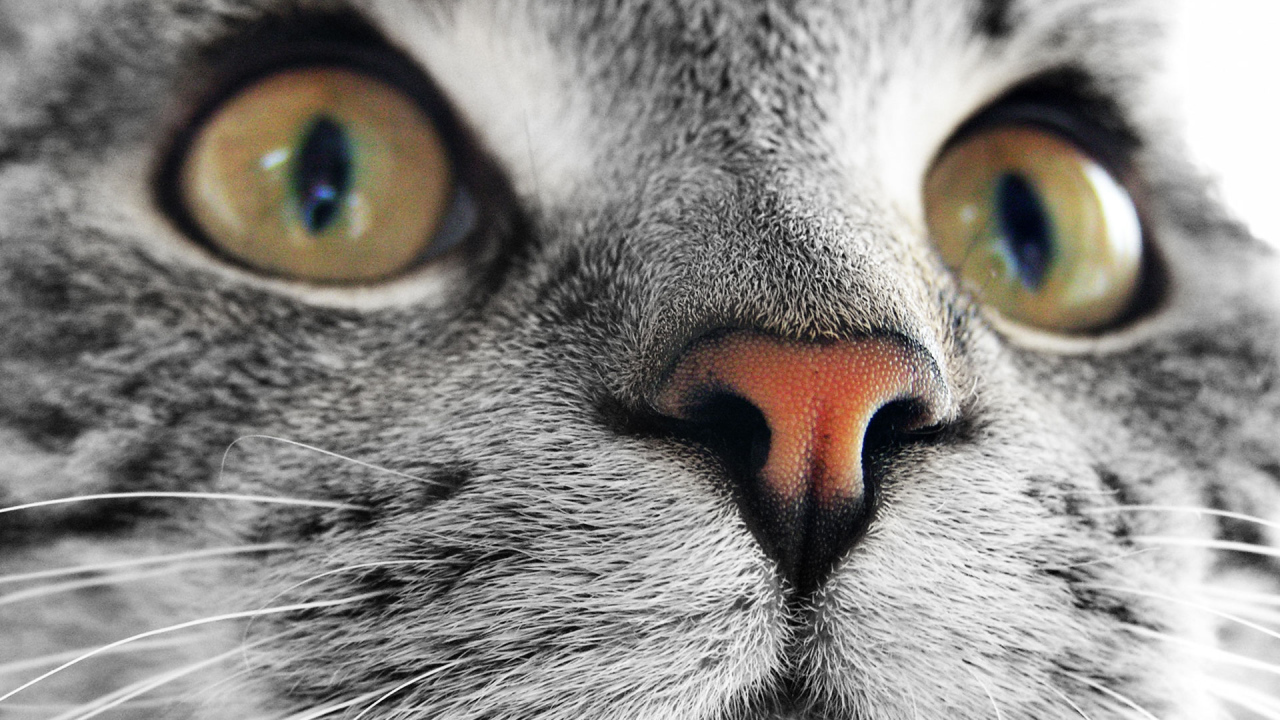 Мордашка кошки