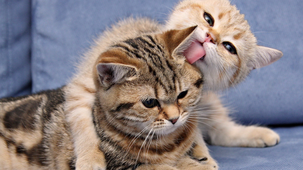 Кошка и котенок