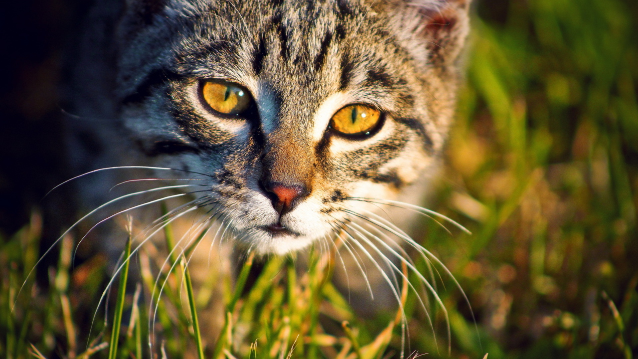 Кошка в траве