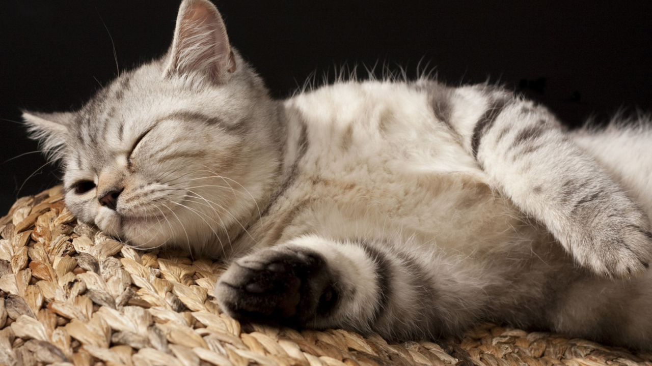 Кошка на корзине