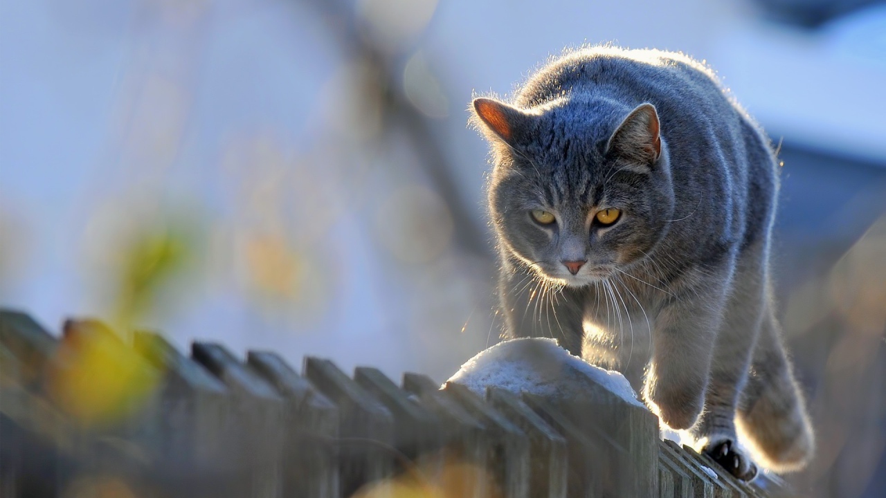 Кот на заборе