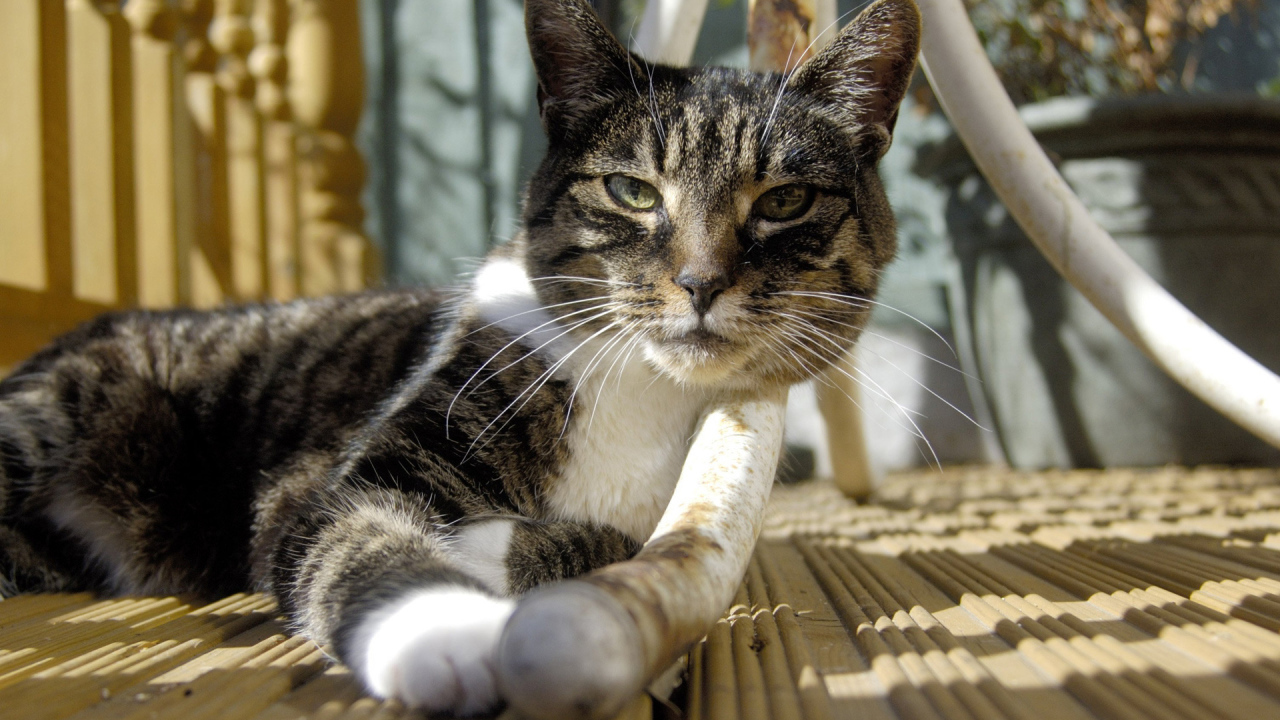 Кошка под столом