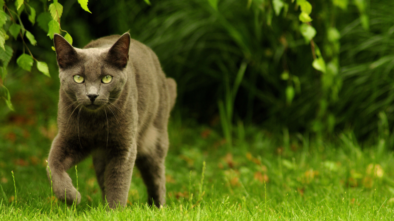 Зеленоглазый охотник