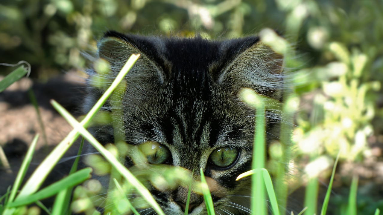 Вот это трава!