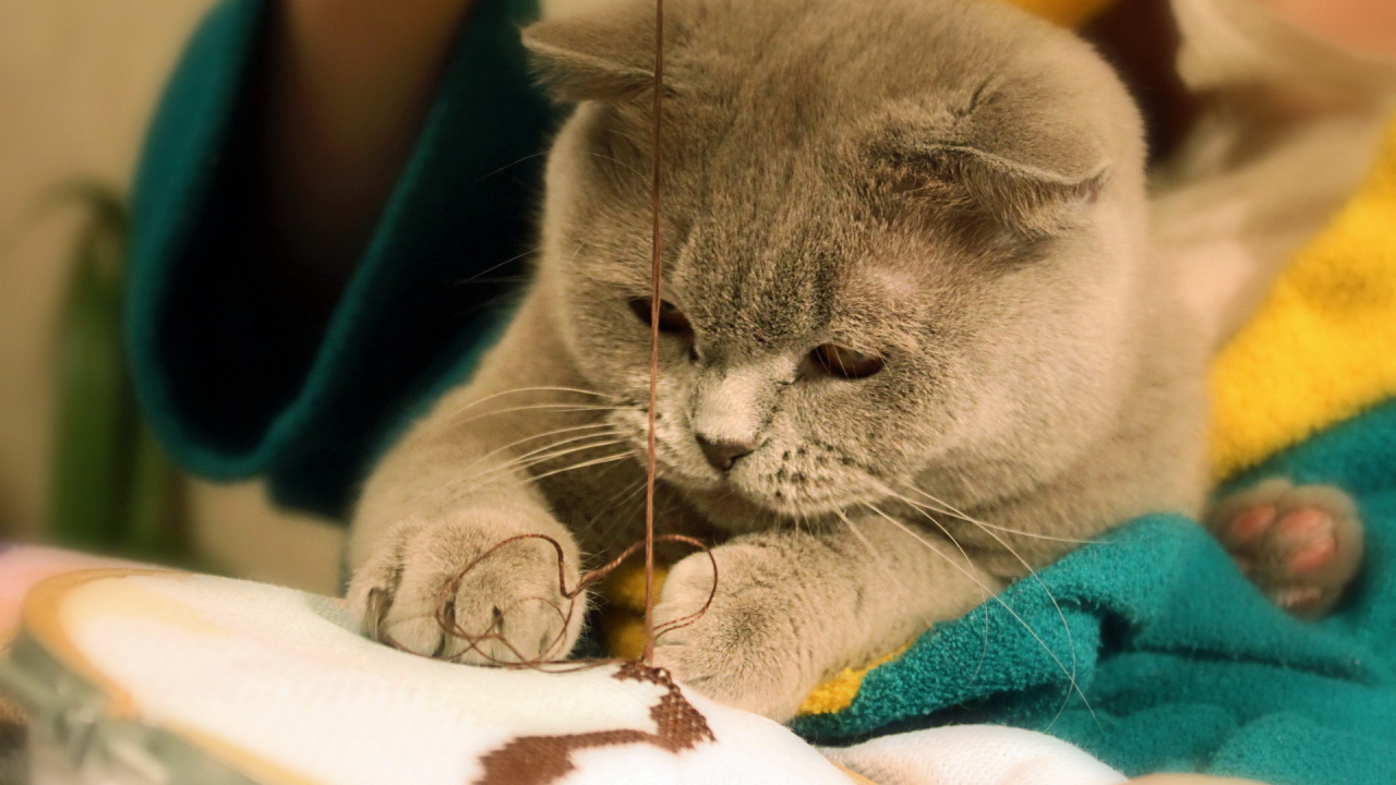 Играющая кошка