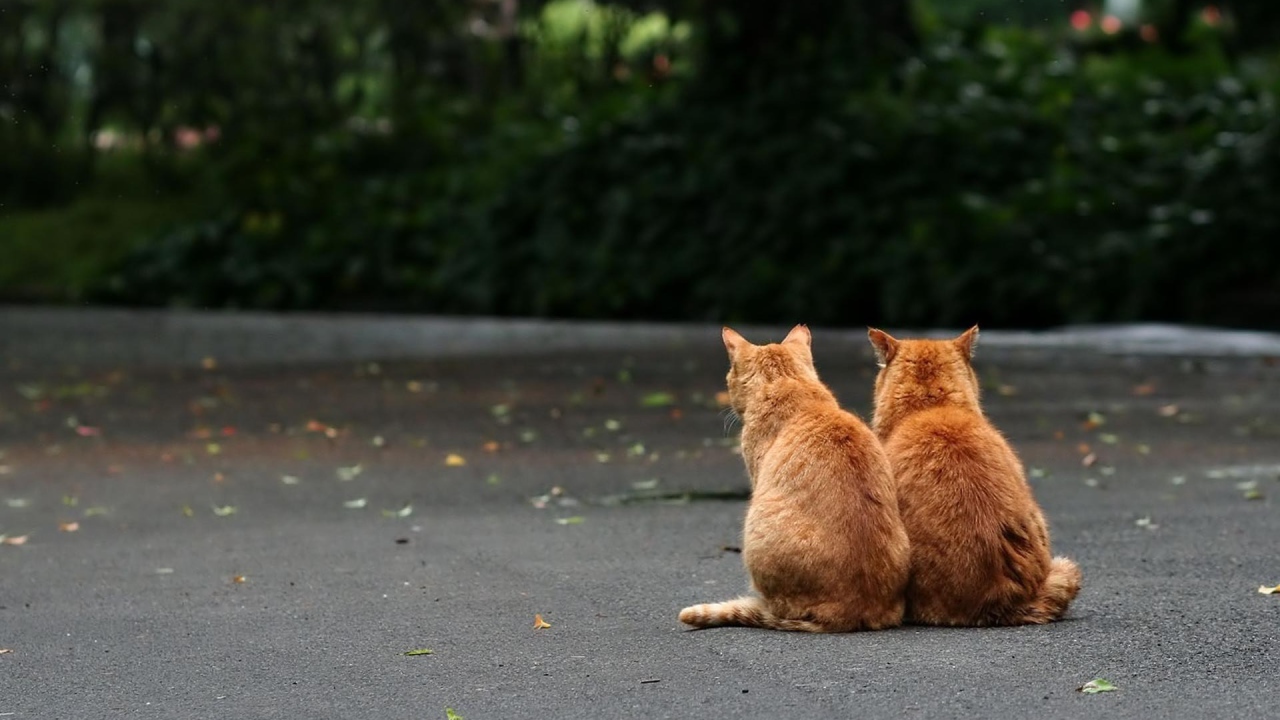 Рыжие братья