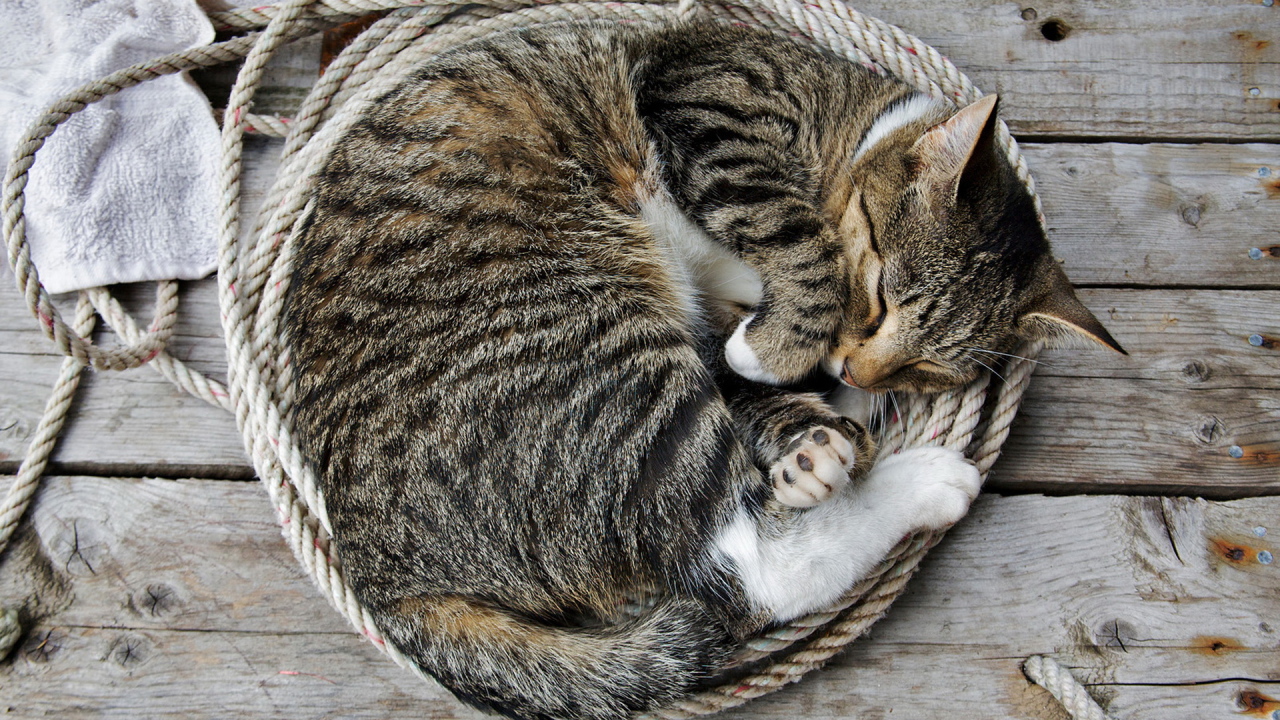 Спящая кошка