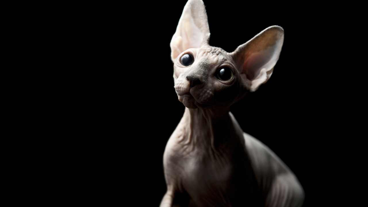 Кошка Сфинкс