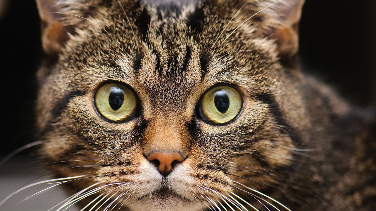 Удивленная мордашка