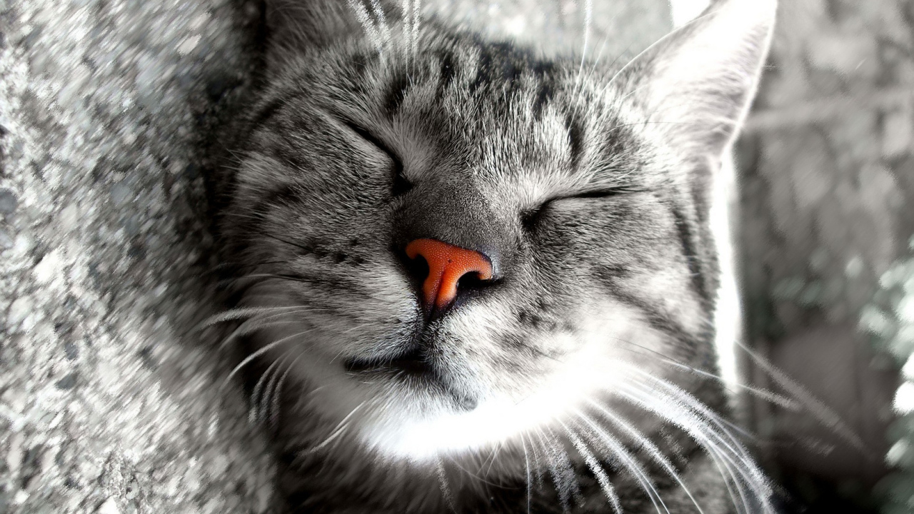 Сладкие кошачьи сны