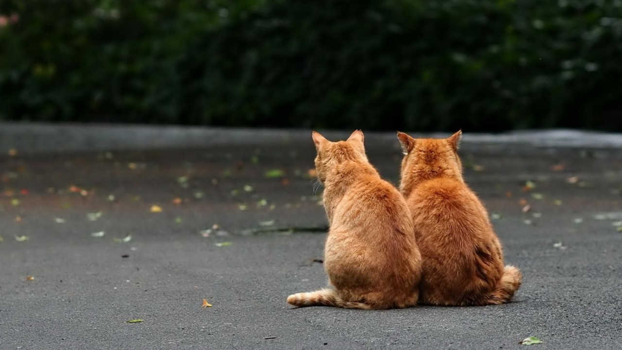 Два рыжих кота
