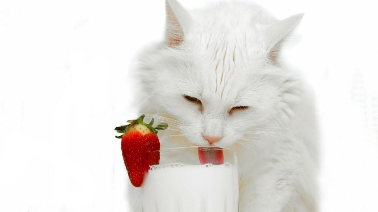 Белая кошка и молоко