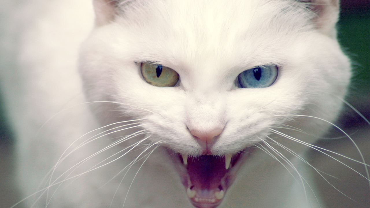 Белая хищница