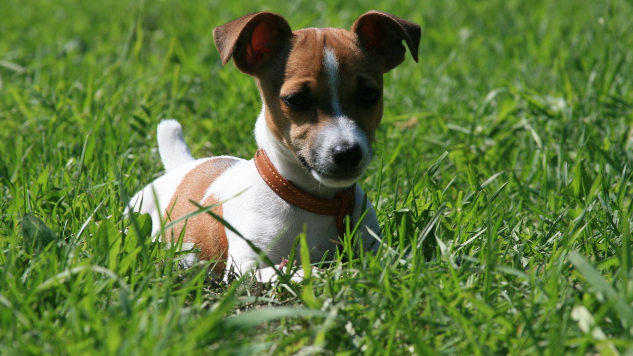 Джек-Рассел терьер