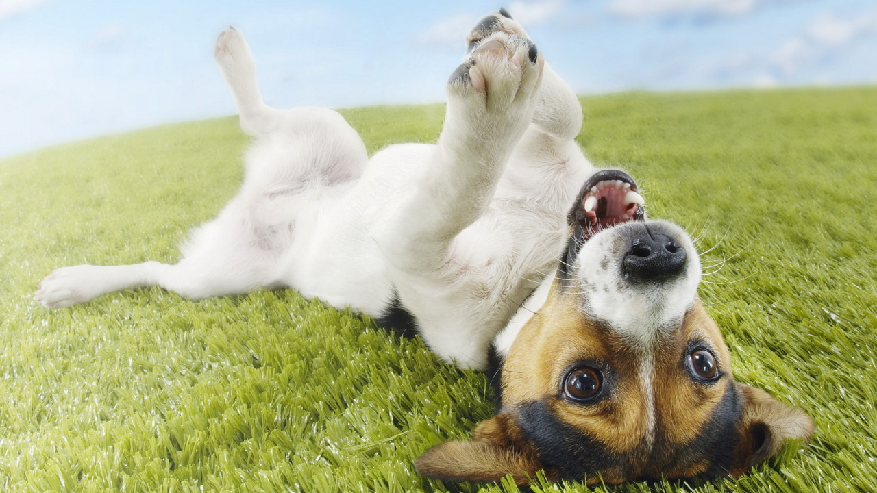 Джек-Рассел терьер