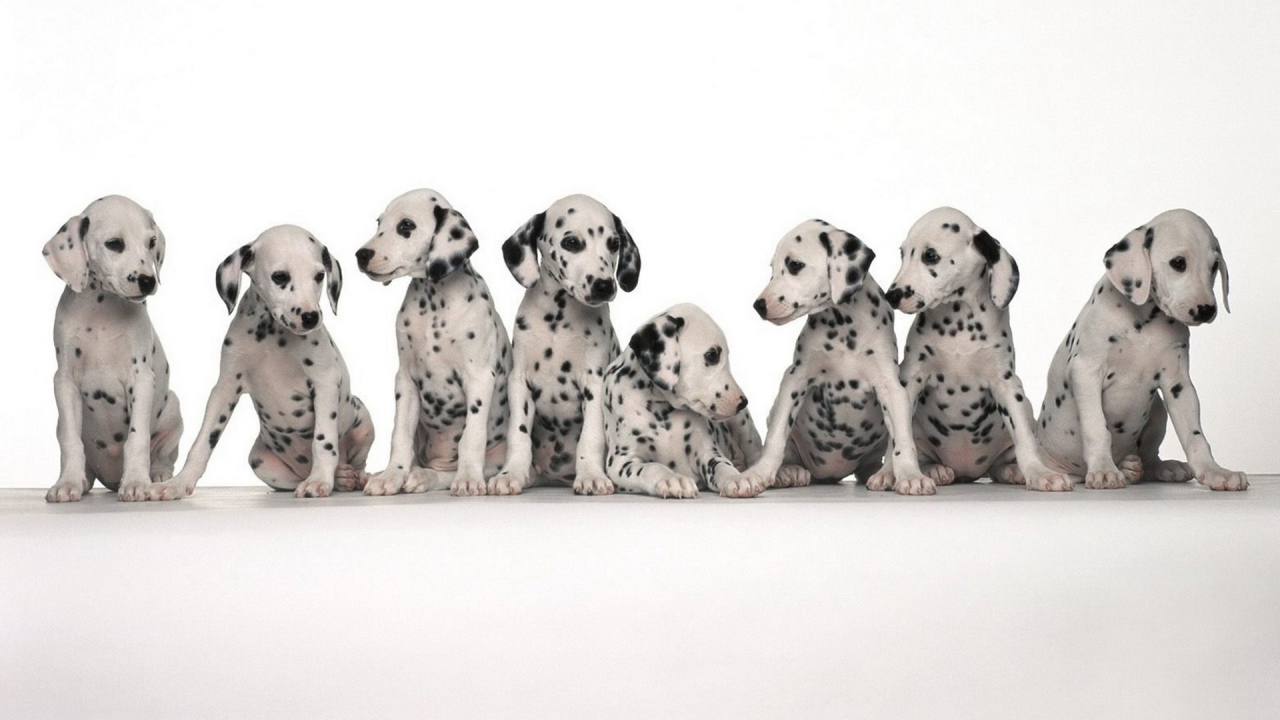 Щенки долматинца